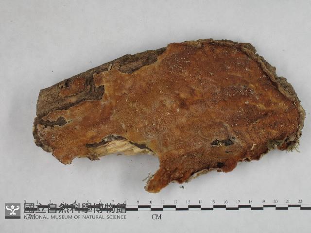 登錄號:F0004307藏品圖，第1張