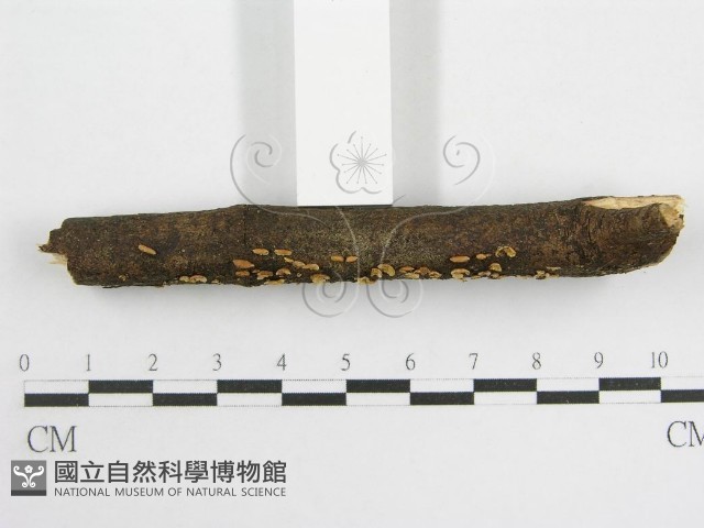 登錄號:F0003307藏品圖，第4張