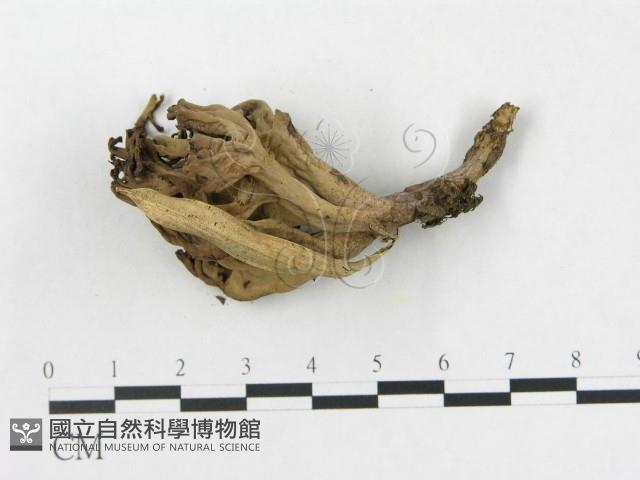 登錄號:F0013307藏品圖，第4張