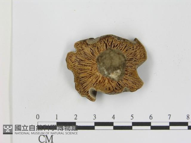 登錄號:F0017217藏品圖，第4張