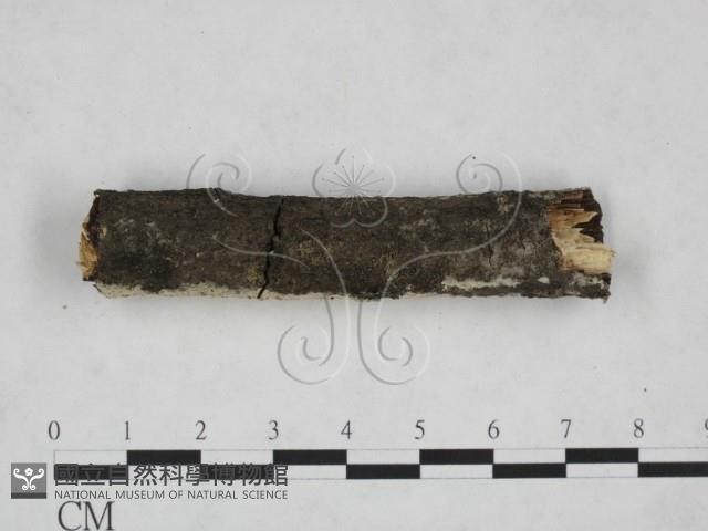 剛毛絲皮菌藏品圖，第4張