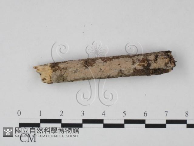 登錄號:F0007817藏品圖，第4張