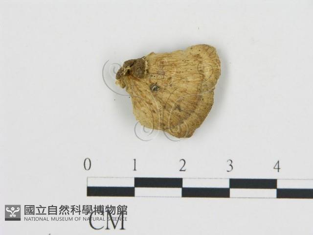 登錄號:F0019817藏品圖，第4張