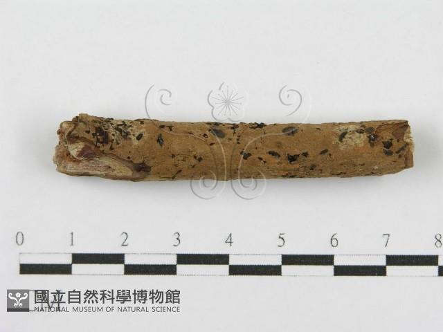 登錄號:F0012917藏品圖，第4張