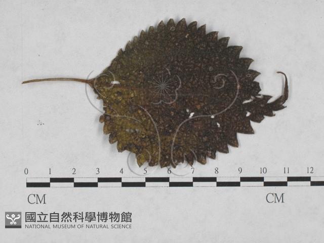 登錄號:F0027917藏品圖，第4張