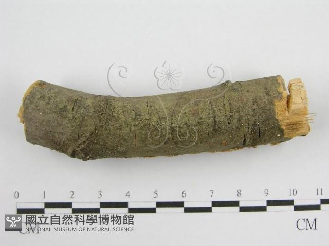 微皮傘屬藏品圖，第4張