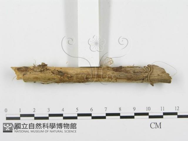 登錄號:F0010417藏品圖，第4張