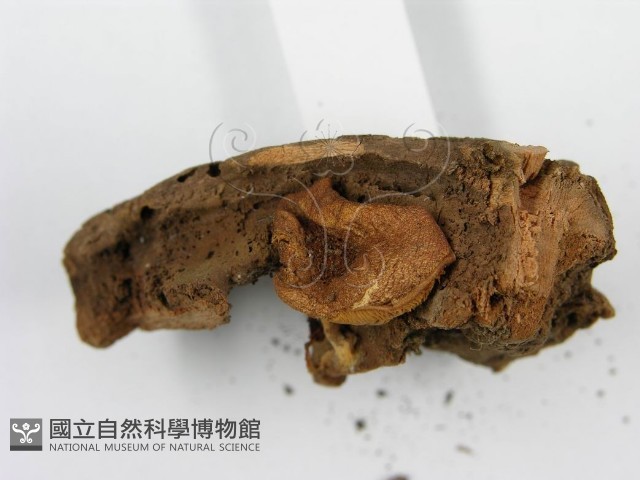 登錄號:F0014417藏品圖，第4張