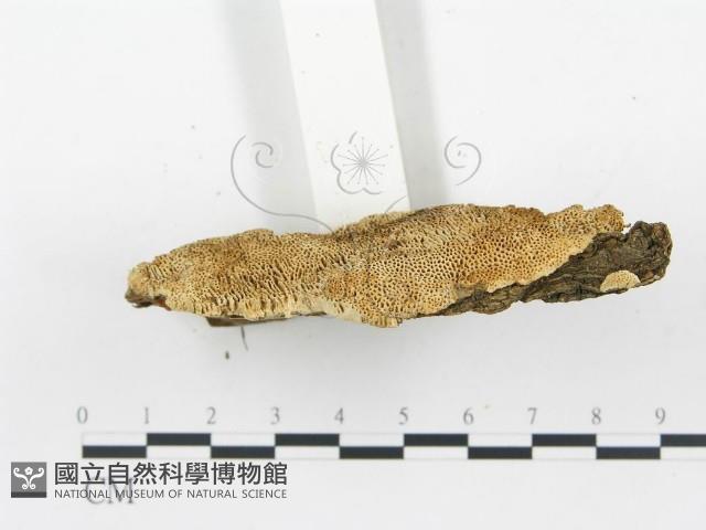 登錄號:F0009417藏品圖，第4張