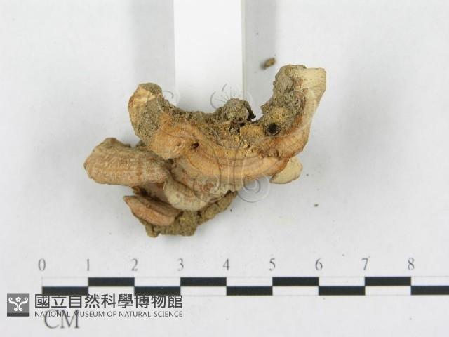 登錄號:F0013417藏品圖，第4張