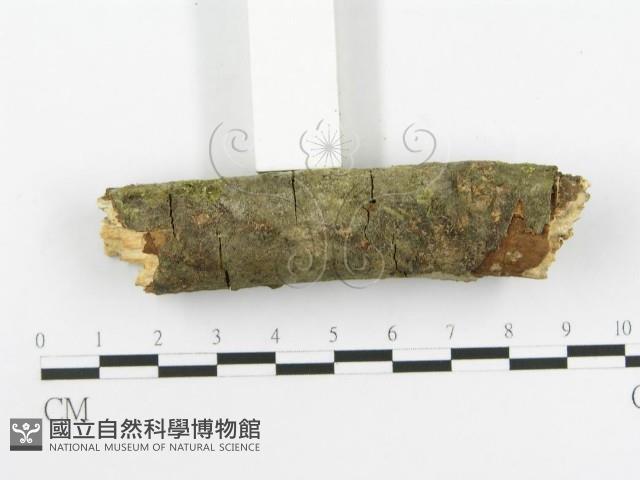 登錄號:F0020517藏品圖，第4張