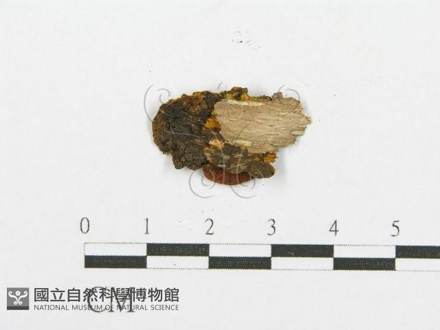 登錄號:F0017517藏品圖，第4張