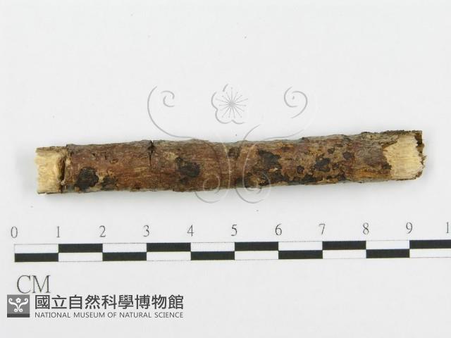 登錄號:F0010017藏品圖，第4張