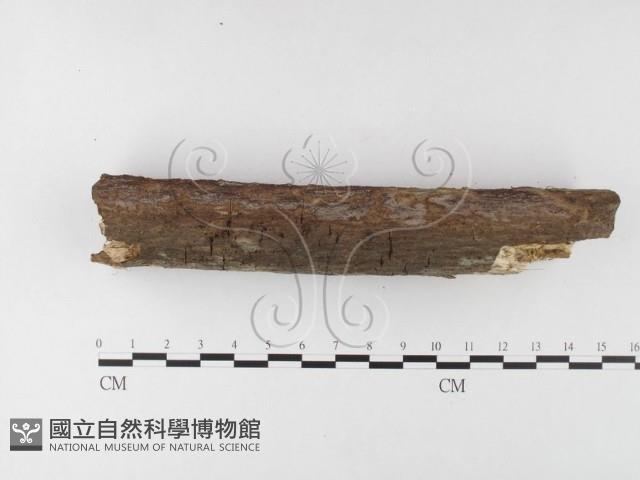 登錄號:F0026017藏品圖，第4張