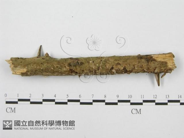 筍殼菌屬藏品圖，第4張