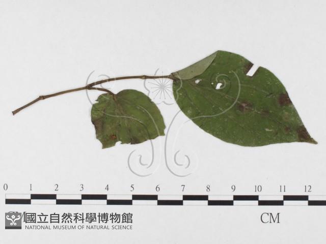 登錄號:F0026317藏品圖，第4張