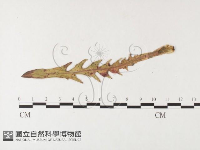 登錄號:F0026257藏品圖，第4張