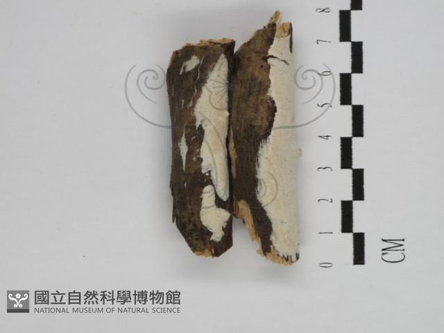 登錄號:F0031257藏品圖，第4張