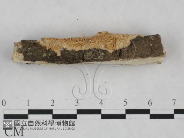 登錄號:F0025257藏品圖，第4張