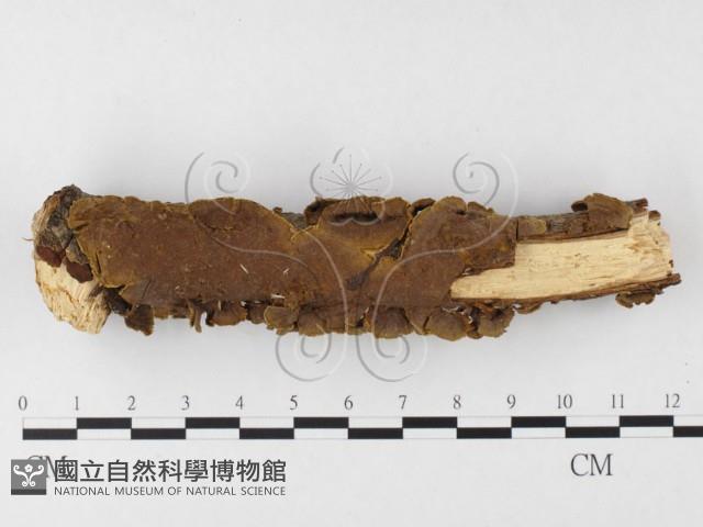 刺革菌屬藏品圖，第4張