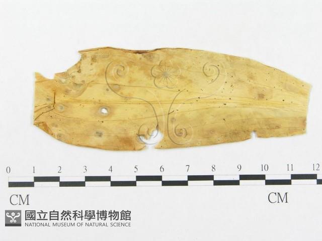 登錄號:F0018957藏品圖，第4張
