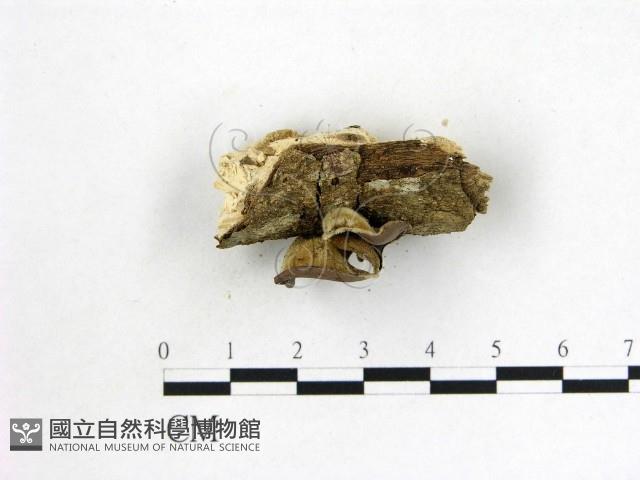 毛木耳藏品圖，第4張