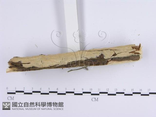 容氏菌屬藏品圖，第4張
