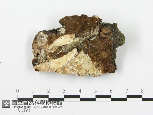煙管菌藏品圖，第4張