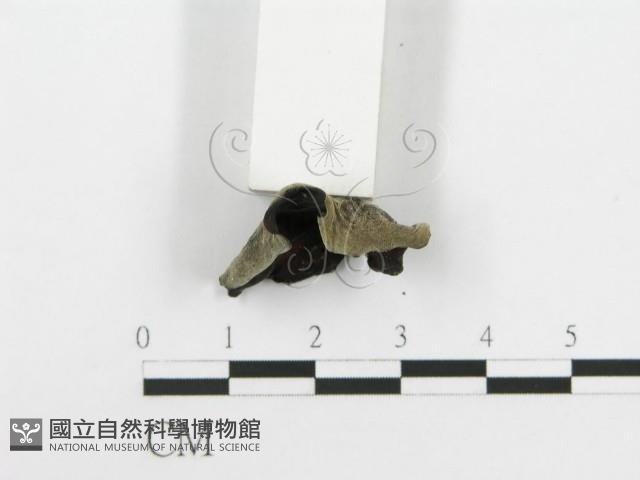 登錄號:F0020457藏品圖，第4張