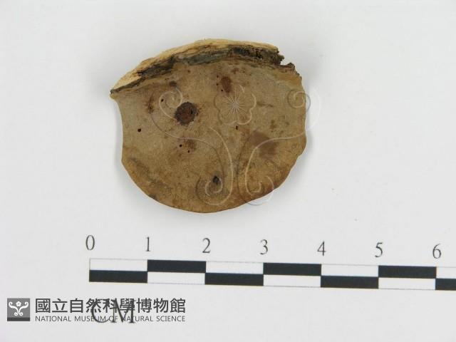 登錄號:F0016457藏品圖，第4張