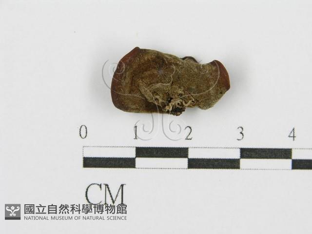 毛木耳藏品圖，第4張