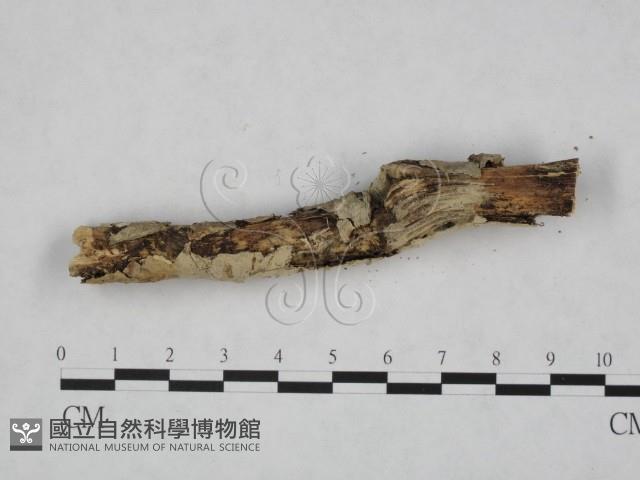 登錄號:F0024757藏品圖，第4張