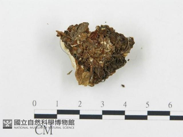 登錄號:F0019757藏品圖，第4張