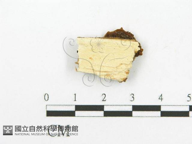 登錄號:F0017557藏品圖，第4張