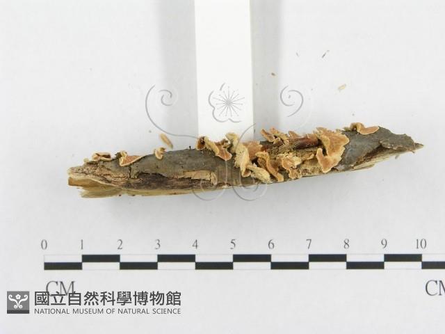 登錄號:F0008157藏品圖，第4張