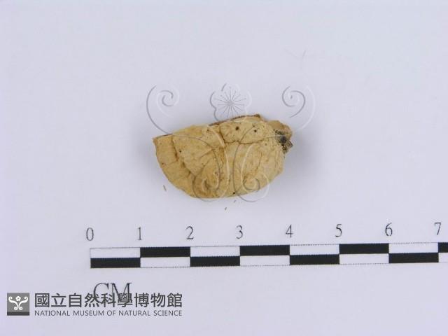 登錄號:F0007157藏品圖，第4張