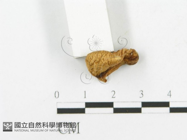 登錄號:F0016057藏品圖，第4張