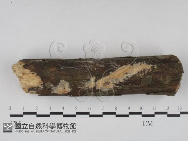 登錄號:F0022057藏品圖，第4張