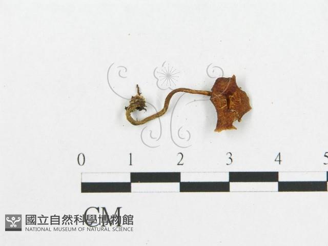 登錄號:F0002057藏品圖，第4張