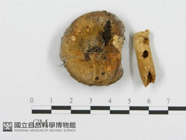 紅菇屬藏品圖，第4張