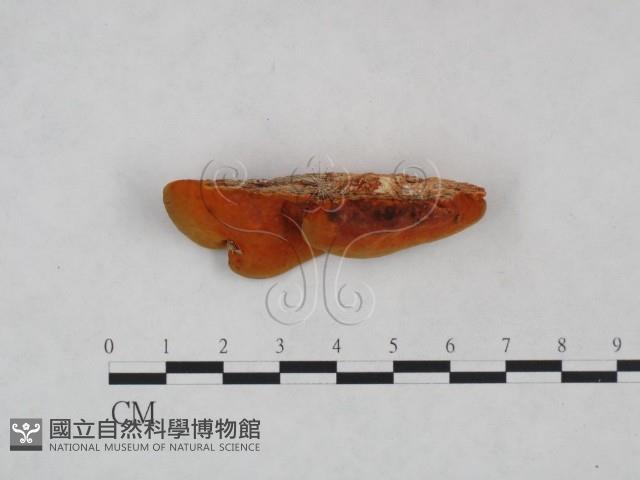 血紅密孔菌藏品圖，第4張