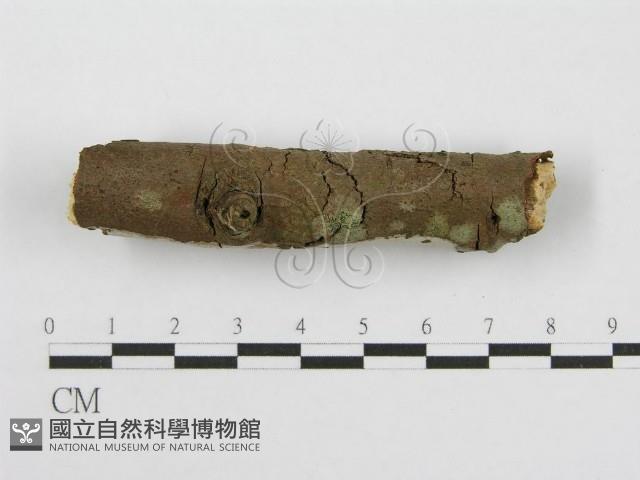 筍殼菌屬藏品圖，第4張