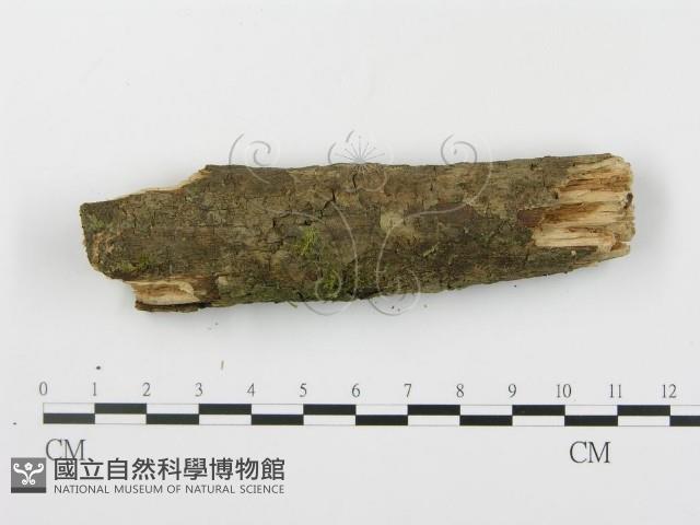 登錄號:F0003057藏品圖，第4張