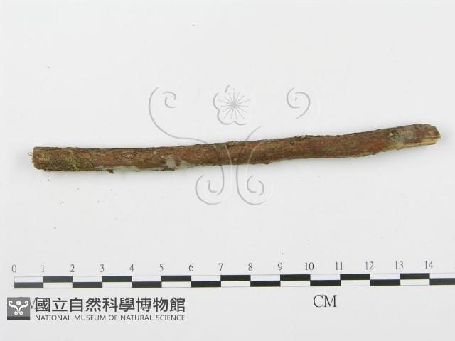 登錄號:F0000357藏品圖，第4張