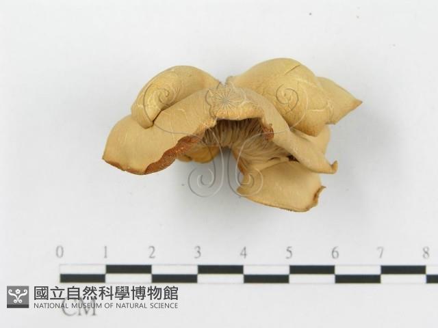 糙皮側耳藏品圖，第4張