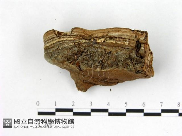登錄號:F0001247藏品圖，第4張