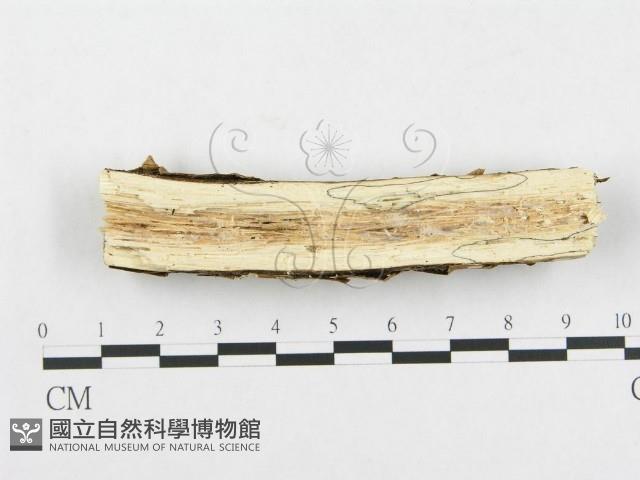 孔韌菌屬藏品圖，第4張