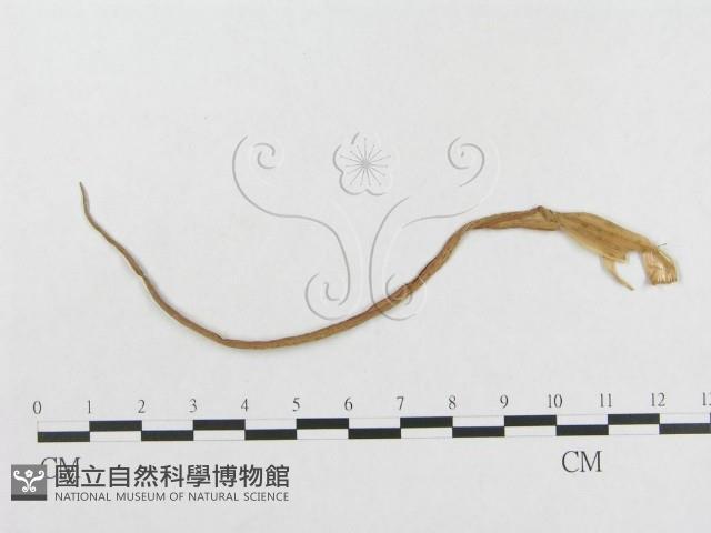 登錄號:F0018947藏品圖，第4張