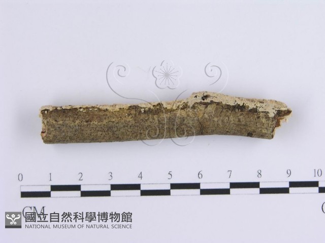 登錄號:F0002947藏品圖，第4張