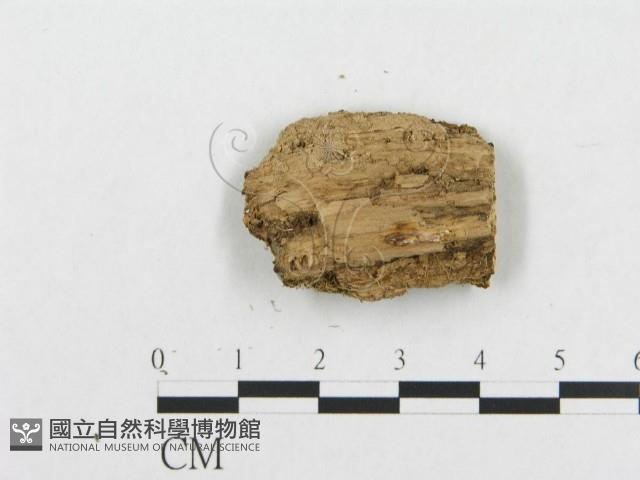 登錄號:F0019947藏品圖，第4張